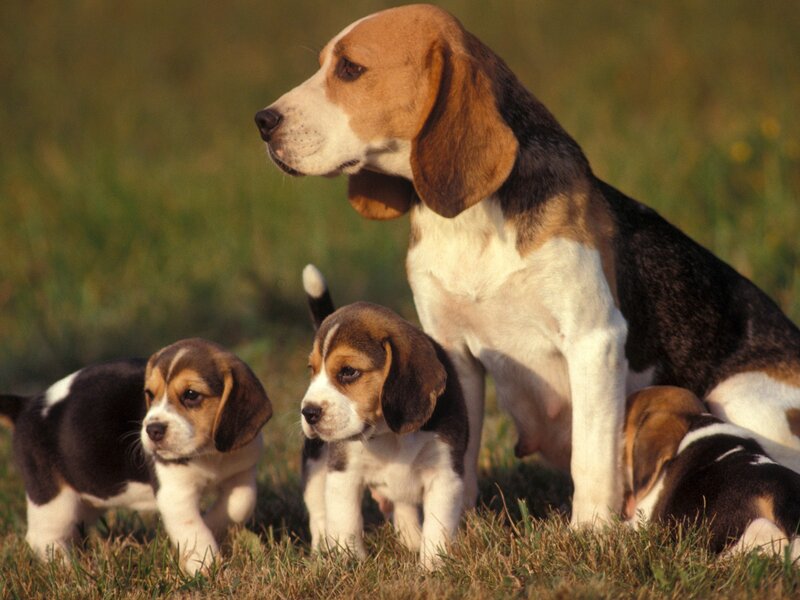 Beagle mother with her puppies