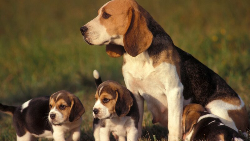 Beagle mother with her puppies