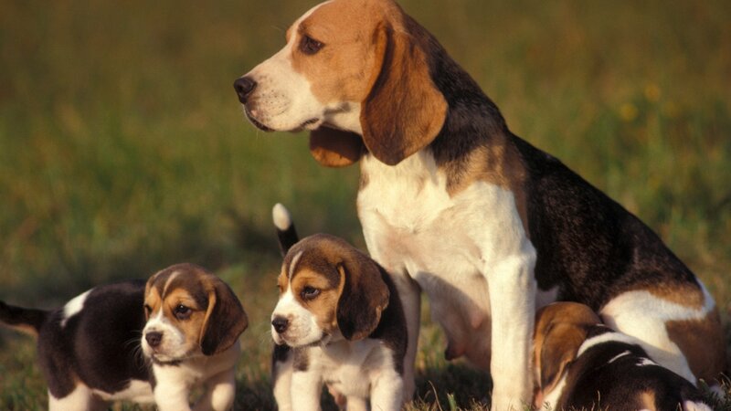 Beagle mother with her puppies