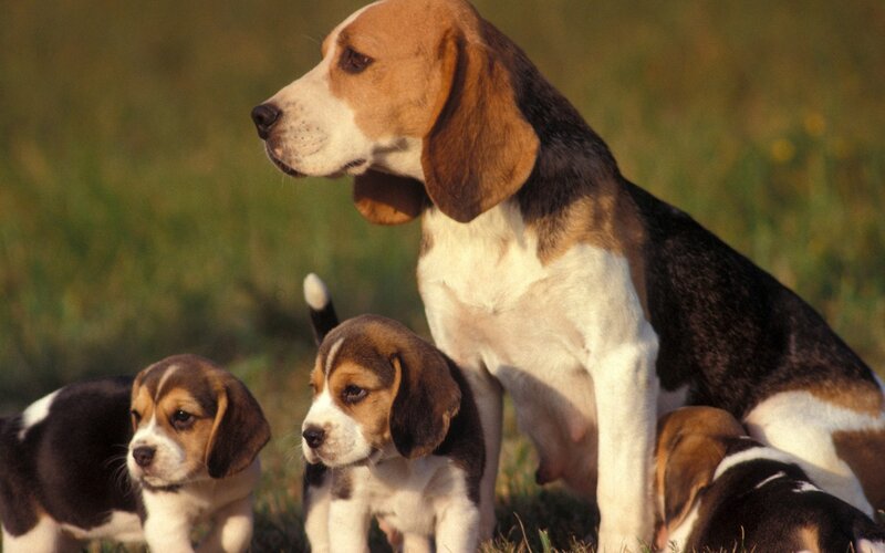 Beagle Mother with Puppies