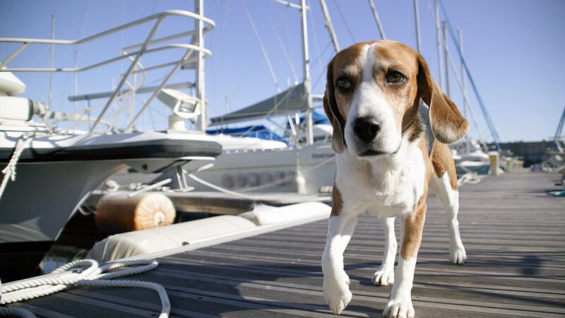 beagle on a dock near boats