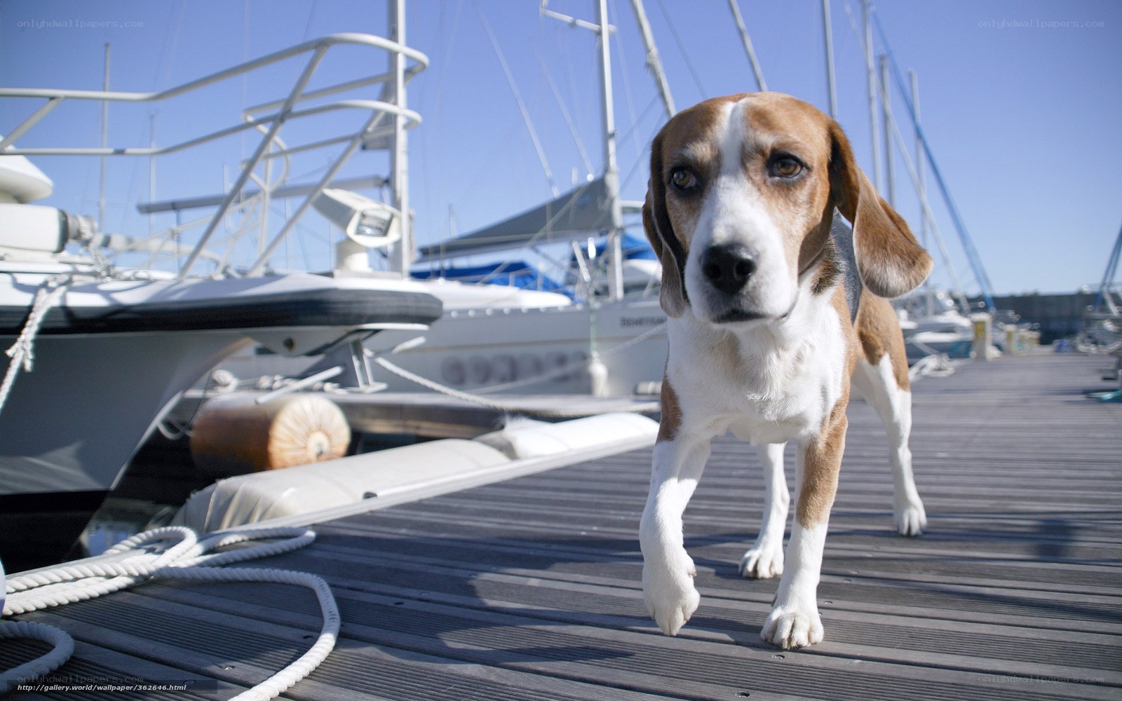Beagle on a dock near boats