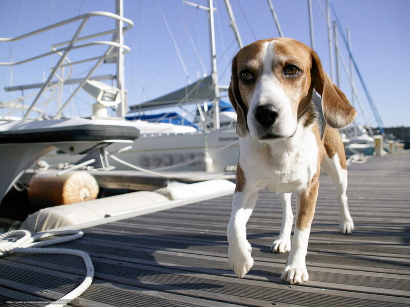 beagle on a dock