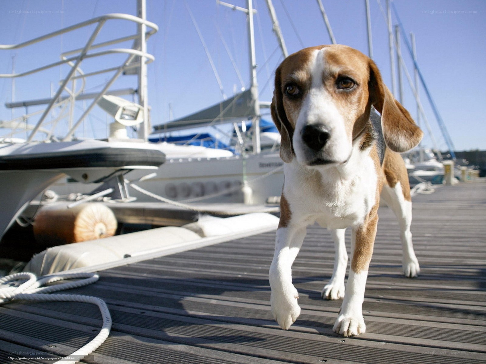 beagle on a dock