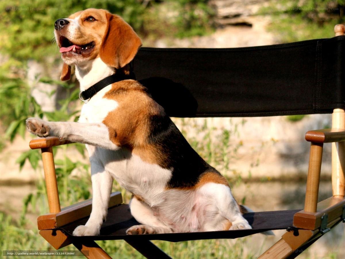 Beagle on director's chair