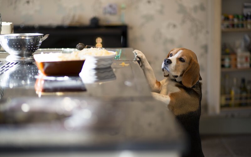 Beagle on kitchen counter