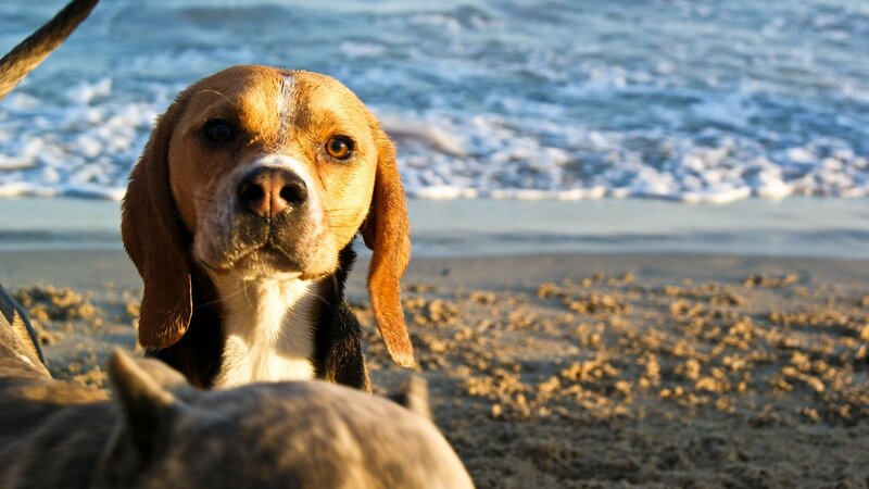Beagle on the beach