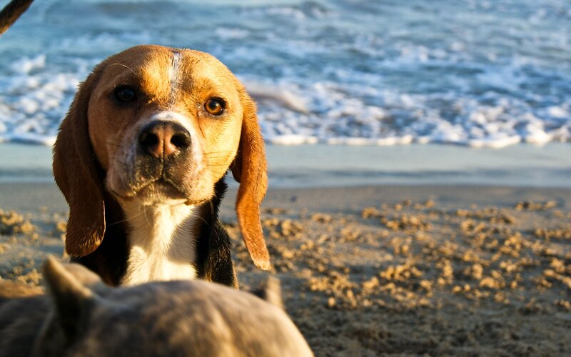 Beagle on the beach