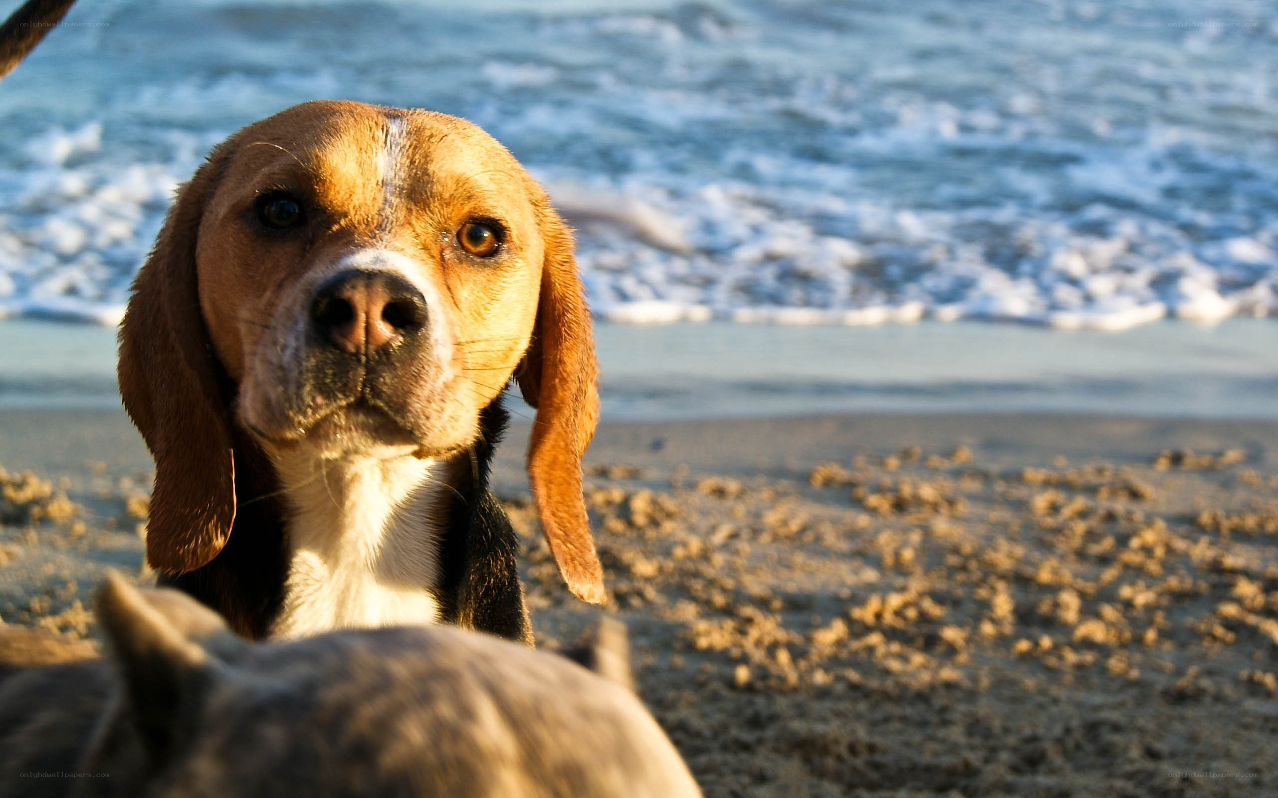 Beagle on the beach