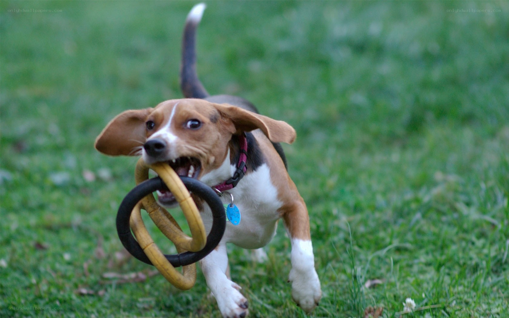 Beagle playing with toy