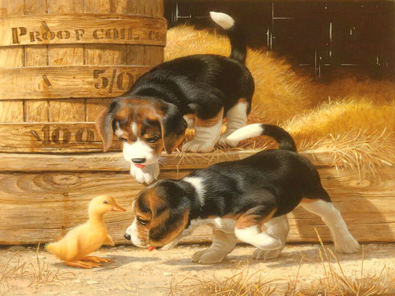 Beagle Puppies and Duckling