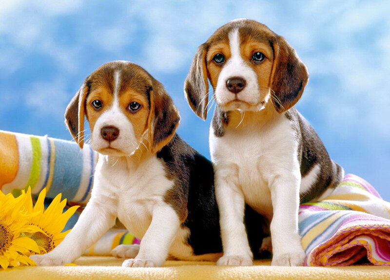 Beagle Puppies — Blue