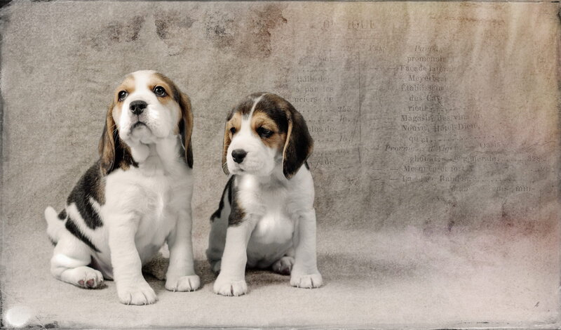Beagle Puppies — Brown, Calm, Photograph