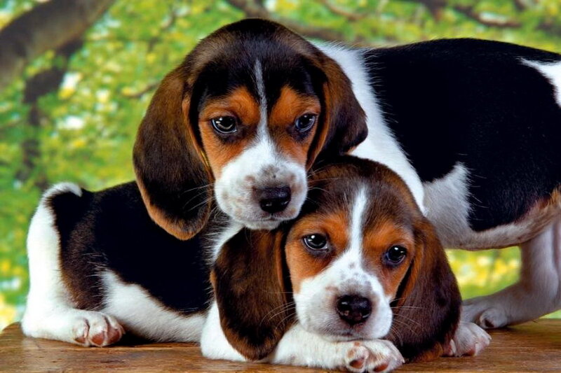 Beagle Puppies — Brown, Calm