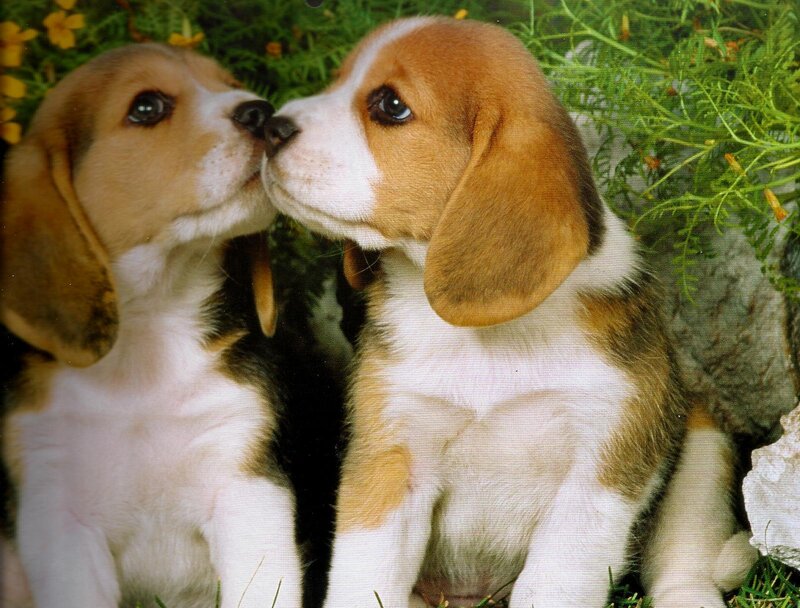 Beagle Puppies — Brown