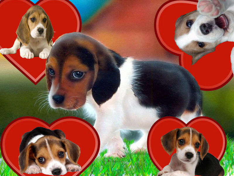 Beagle puppies collage