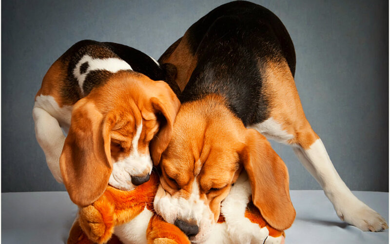Beagle Puppies Hugging