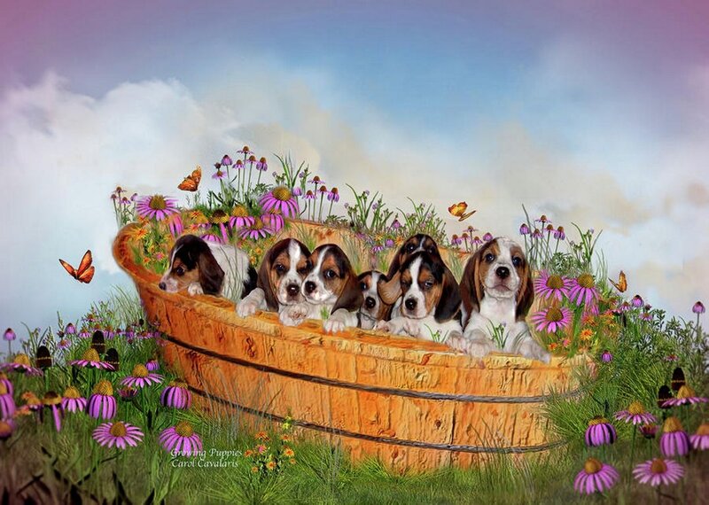 Beagle Puppies in Boat