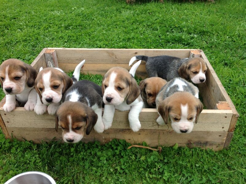 Beagle Puppies in Box