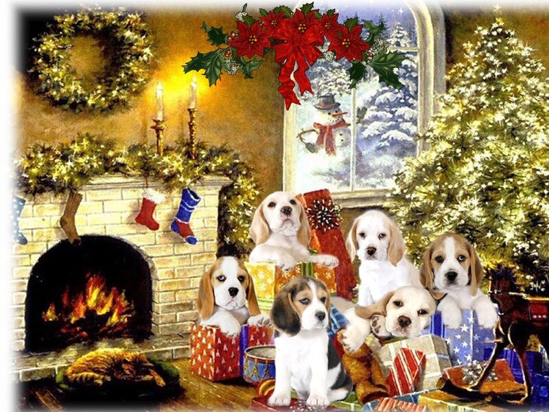Beagle Puppies in Gifts