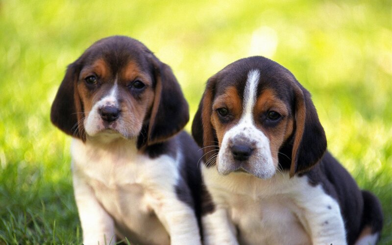 Beagle Puppies in Grass — Green, Calm, Afternoon, Photograph