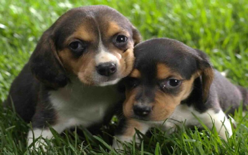 Beagle Puppies in Grass — Green, Calm, Afternoon