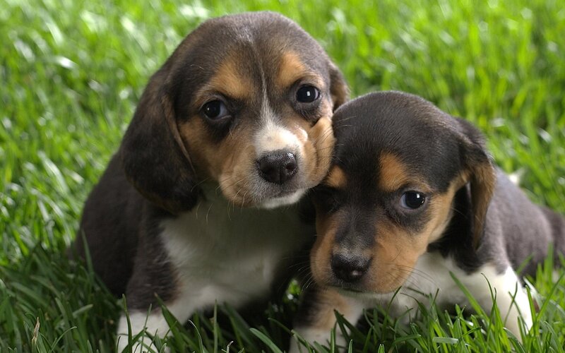 Beagle Puppies in Grass — Green, Calm