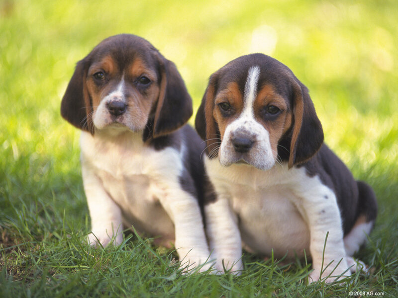 Beagle Puppies in Grass — Green