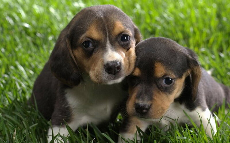 Beagle Puppies in Grass