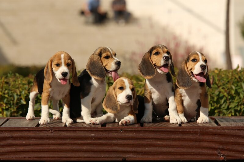 Beagle Puppies on Bench