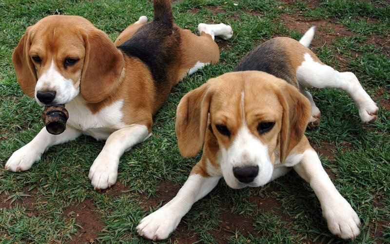 Beagle Puppies on Grass — Brown