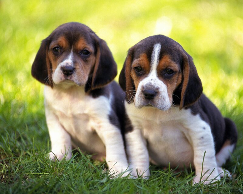 Beagle Puppies on Grass — Green