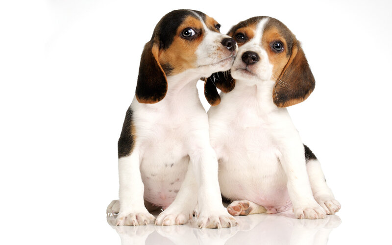 Beagle Puppies