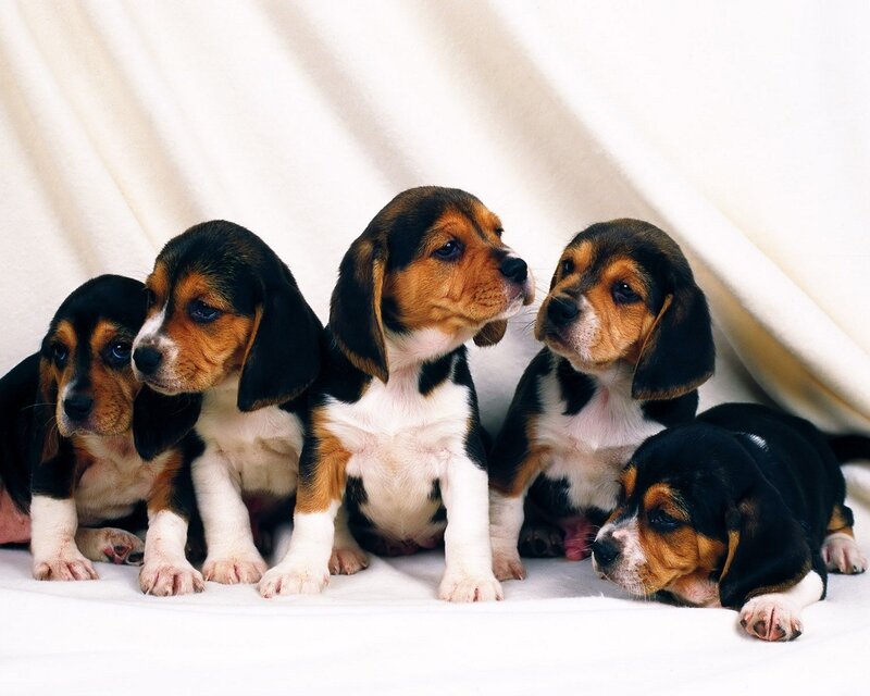 Beagle Puppies — White, Calm, Photograph, Blanket, Black
