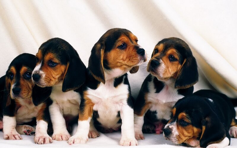 Beagle Puppies — White, Calm, Photograph