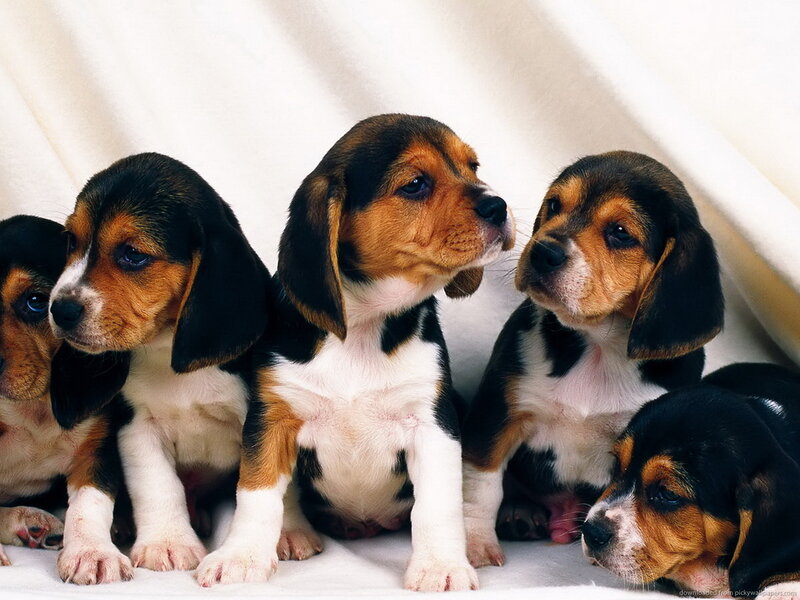 Beagle Puppies — White, Calm