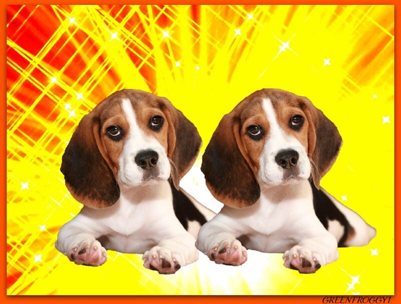 Beagle Puppies — Yellow