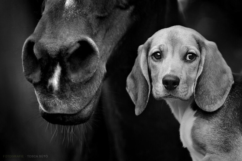Beagle Puppy and Horse