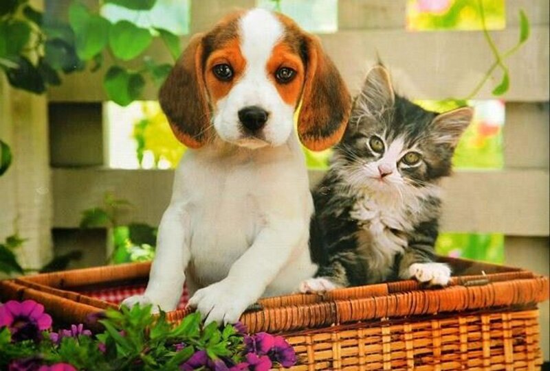 Beagle Puppy and Kitten — Brown