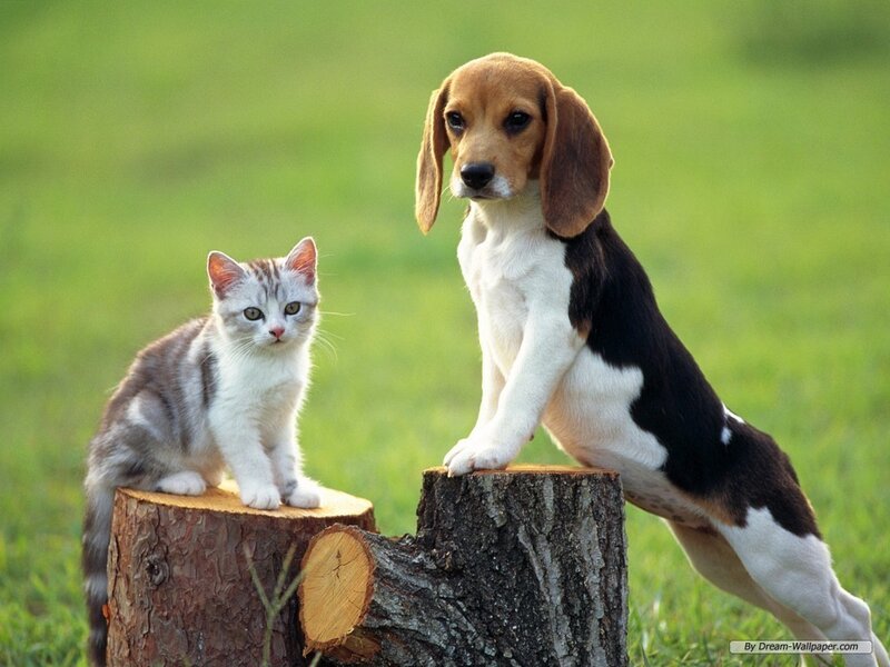 Beagle Puppy and Kitten — Green, Calm, Afternoon