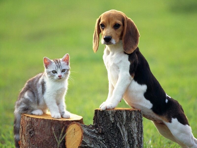 Beagle Puppy and Kitten — Green