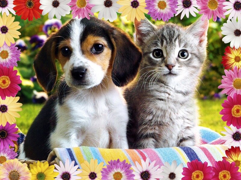 Beagle Puppy and Kitten