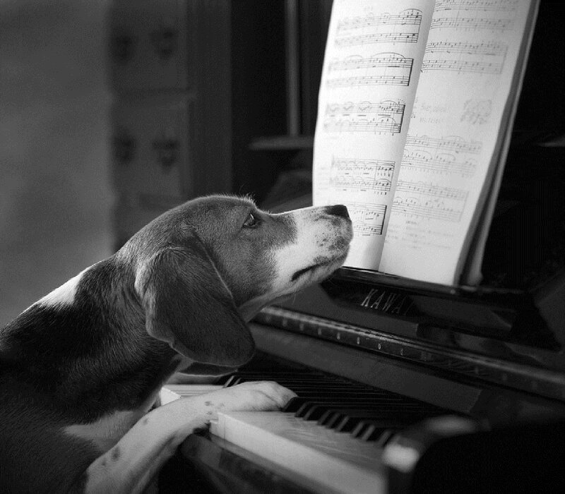 Beagle Puppy at Piano