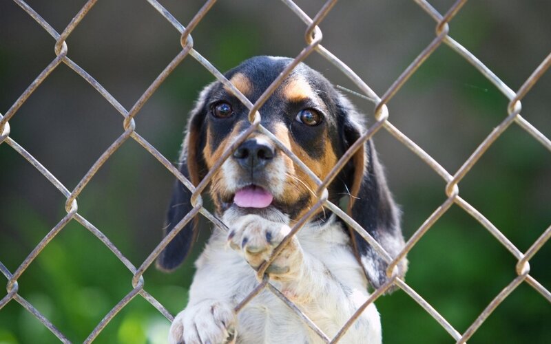 Beagle Puppy Behind Fence — Black