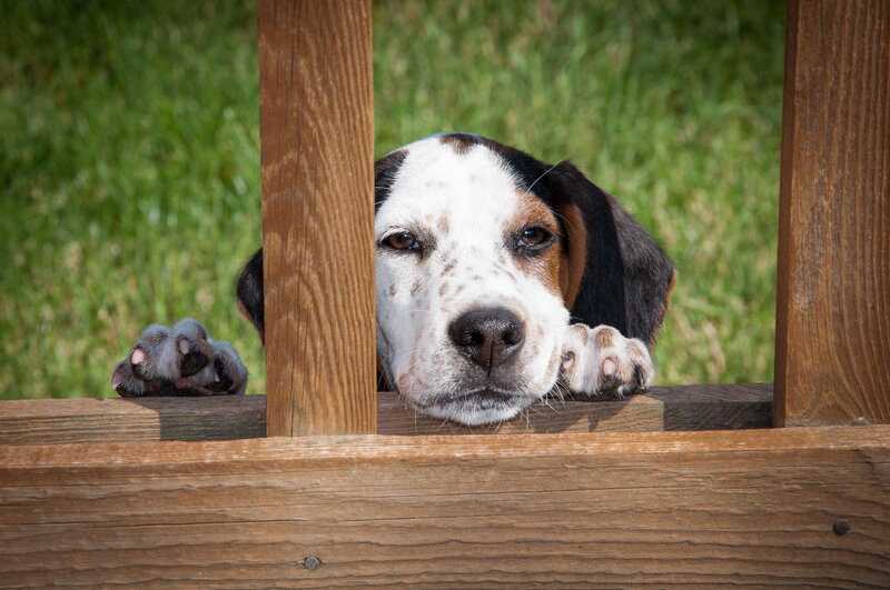 Beagle Puppy Behind Fence — Brown