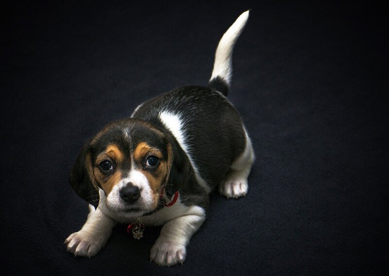 Beagle Puppy — Black, Dramatic