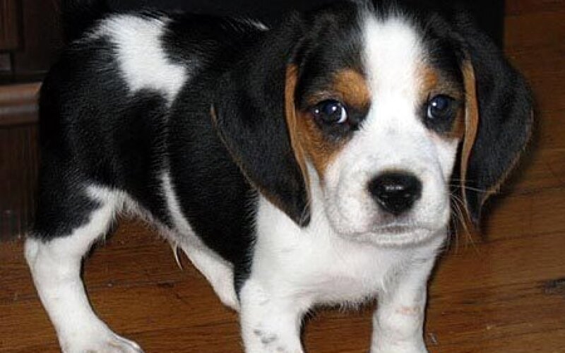 Beagle Puppy — Black