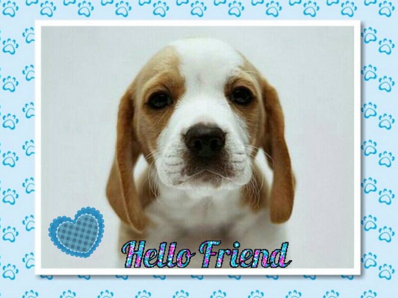 Beagle Puppy — Blue