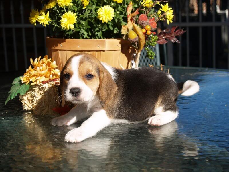 Beagle Puppy — Brown, Calm, Autumn
