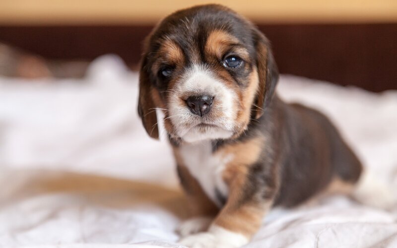 Beagle Puppy — Brown, Calm, Photograph, Bed, Blanket